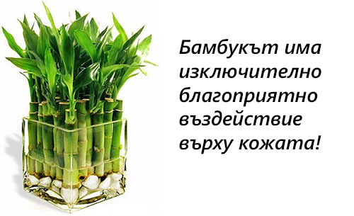 Бамбук